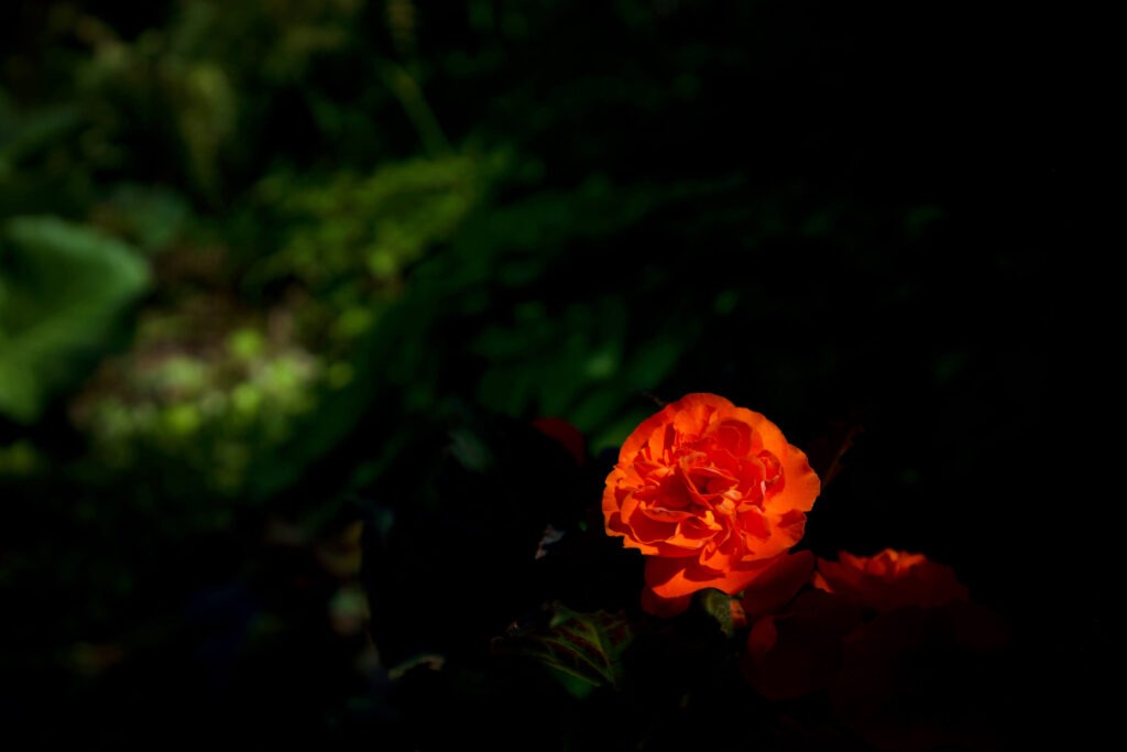 Eine orange Blume auf dunkelgrünem Grund. Ein Foto der Ausstellung zum Thema ME/CFS (Long Covid)